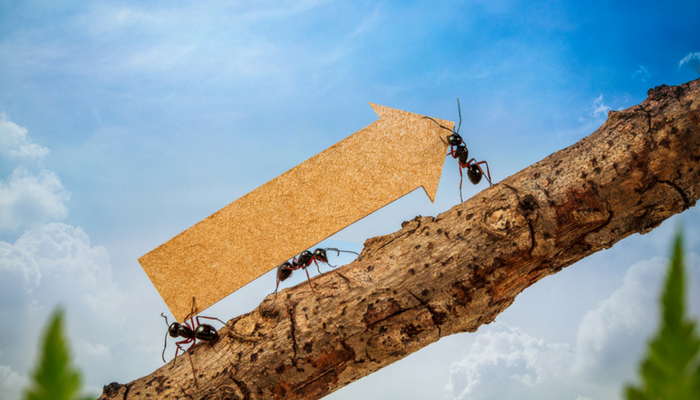 Fuehrungskraeftefeedback Entwicklung Ameisen mit Pfeil