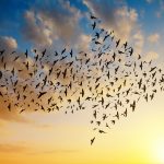 Themenfokussierte Mitarbeiterbefragung Vogelschwarm in Pfeilform