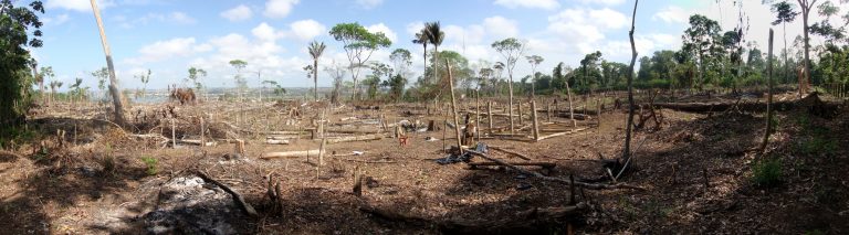 Abholzung im Amazonas - zerstörter Regenwald