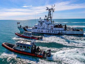 Sea Shepherdboot in Begleitung von Booten der "Marina Rescate"