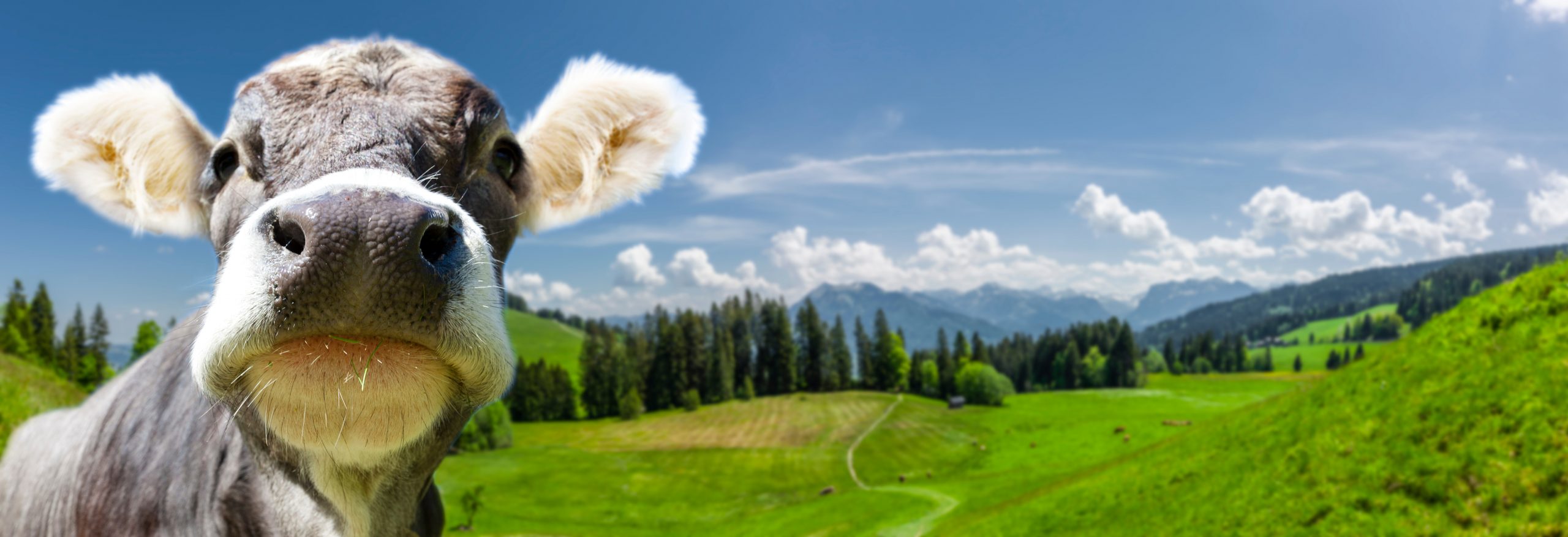 Landschaft mit Kuh im Bregenzer Wald in Vorarlberg, Österreich