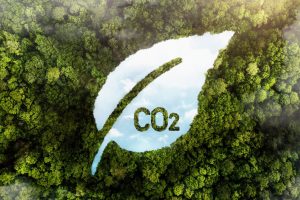 Blatt mit Aufschrift CO2 vor Regenwald symbolisiert CO2 Kompensation im rahmen ökologischer Nachhaltigkeit
